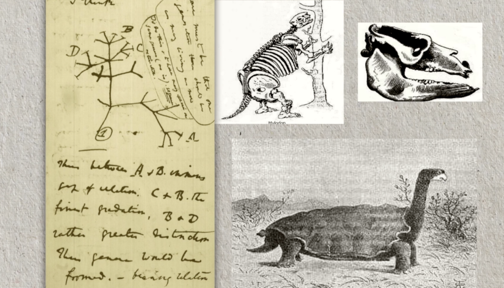 Darwin Journals